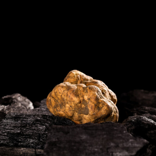 Whole white truffles on black background with reflection. Luxurious culinary cooking ingredients.