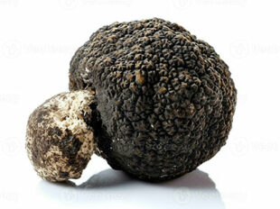 black-truffle-mushroom-isolate-on-white-background-generative-ai-photo